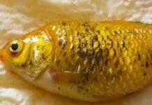 Symptome et Traitement du maladie d'hydropisie (2)