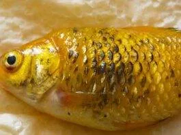 Symptome et Traitement du maladie d'hydropisie (2)