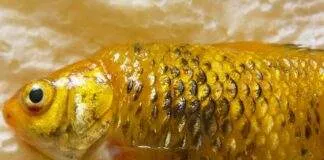 Symptome et Traitement du maladie d'hydropisie (2)