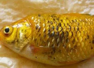 Symptome et Traitement maladie d’hydropisie Symptome et Traitement du maladie d'hydropisie (2)