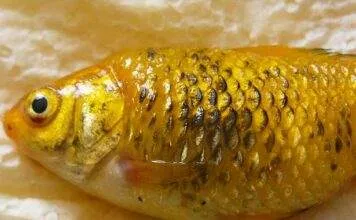 Symptome et Traitement maladie d’hydropisie Symptome et Traitement du maladie d'hydropisie (2)