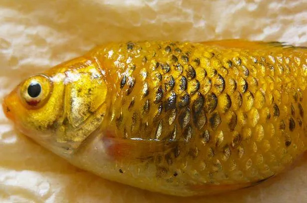 Symptome et Traitement du maladie d'hydropisie (2)