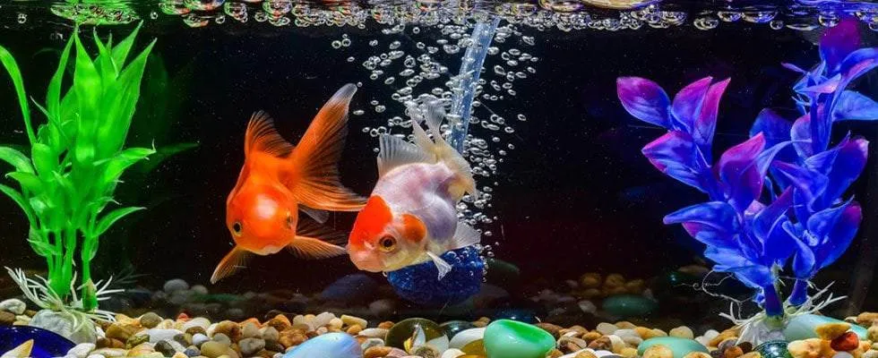 Un aquarium est un petit écosystème