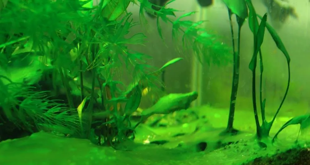 aquarium devient vert