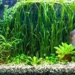 Un aquarium idéal pour Discus, Scalaires et Cichlidés nains aquarium idéal pour discus