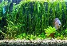 aquarium idéal pour discus