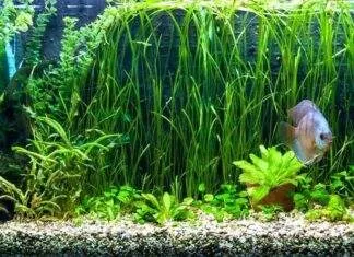 aquarium idéal pour discus