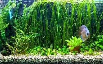 Un aquarium idéal pour Discus, Scalaires et Cichlidés nains aquarium idéal pour discus