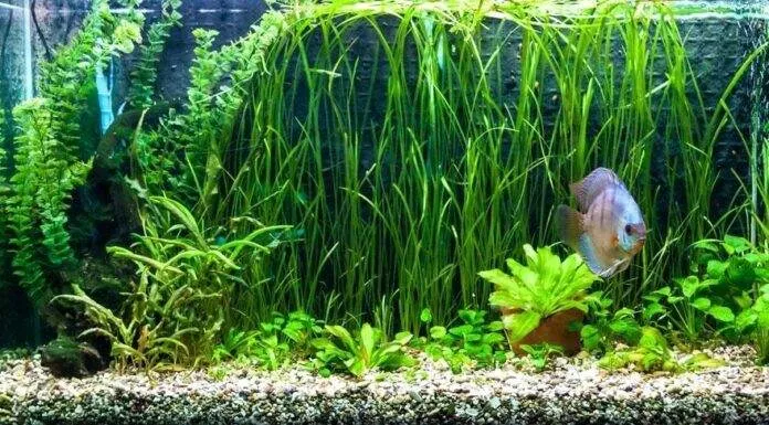 aquarium idéal pour discus