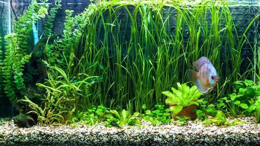 aquarium idéal pour discus