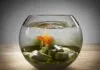 comment baisser les nitrites dans un aquarium ? comment baisser les nitrites dans un aquarium