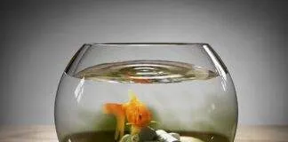 comment baisser les nitrites dans un aquarium