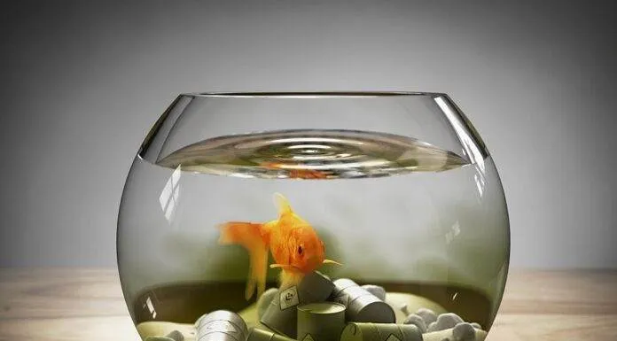 comment baisser les nitrites dans un aquarium ? comment baisser les nitrites dans un aquarium