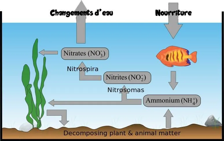 cycle nitrgene aquarium-min