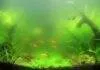 Comment je me suis débarrassé du problème eau verte eau verte