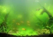Comment je me suis débarrassé du problème eau verte eau verte