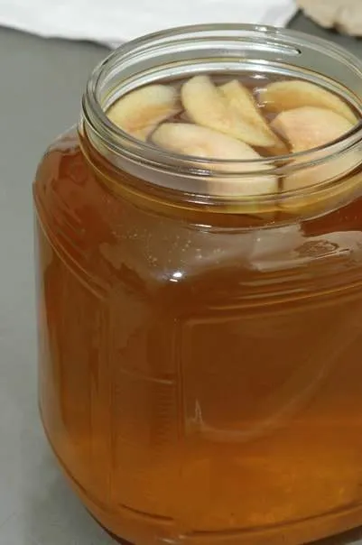 elevage anguillule du vinaigre