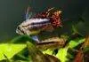 Expérience dans la reproduction des Apistogramma cacatuoides la reproduction des Apistogramma cacatuoides