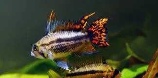 la reproduction des Apistogramma cacatuoides