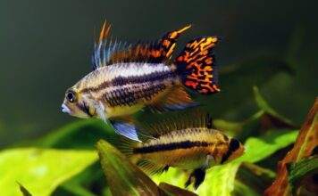 la reproduction des Apistogramma cacatuoides