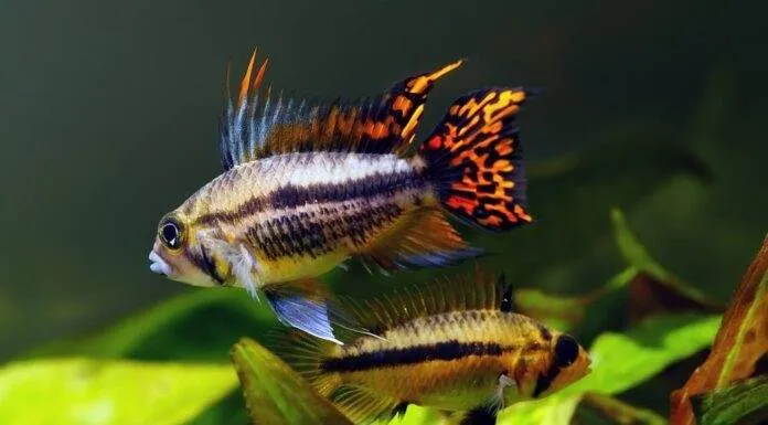 la reproduction des Apistogramma cacatuoides