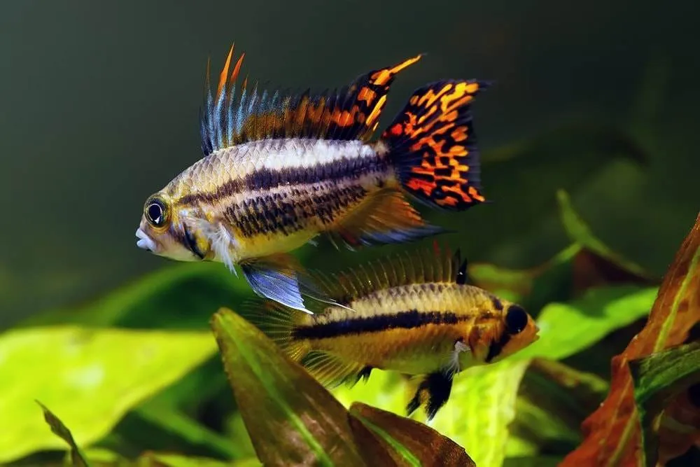 la reproduction des Apistogramma cacatuoides