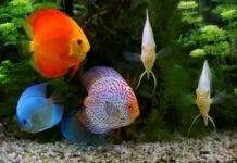 l'acidose chez les discus