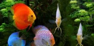 l'acidose chez les discus