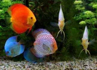 l'acidose chez les discus