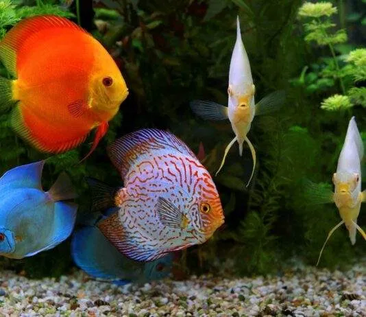 l'acidose chez les discus