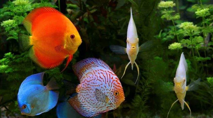 l'acidose chez les discus