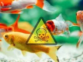 le cycle d'azote aquarium