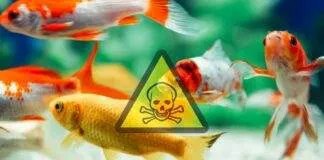 le cycle d'azote aquarium