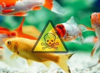 le cycle d'azote aquarium