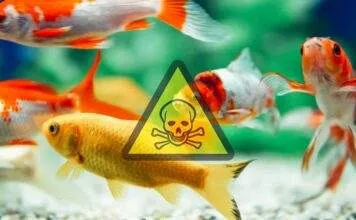 le cycle d'azote aquarium