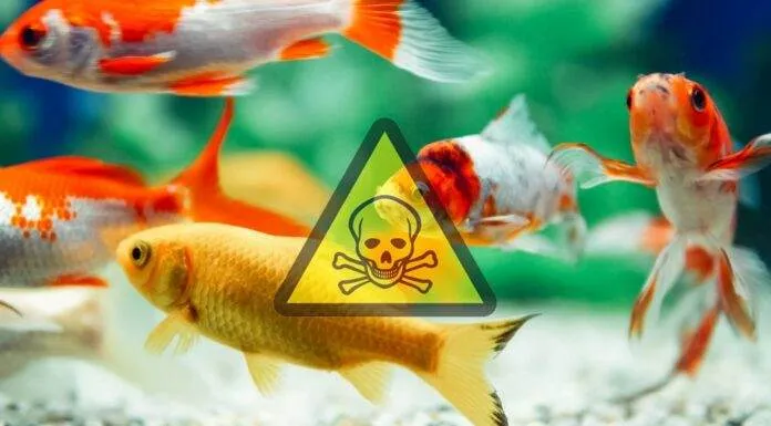 le cycle d'azote aquarium