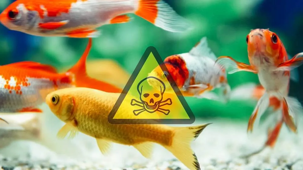 le cycle d'azote aquarium