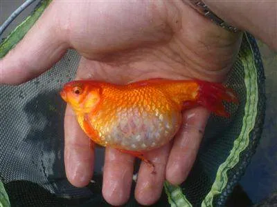 maladie d'hydropisie des poissons