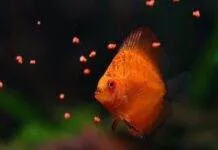 Les besoins alimentaires des poissons d’aquarium nourrir poissons