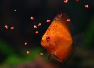 Les besoins alimentaires des poissons d’aquarium nourrir poissons