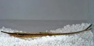 Fiche du poisson Farlowella acus ( Silure aiguille ) Silure aiguille