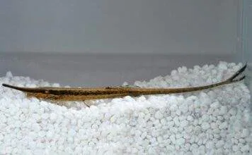 Silure aiguille