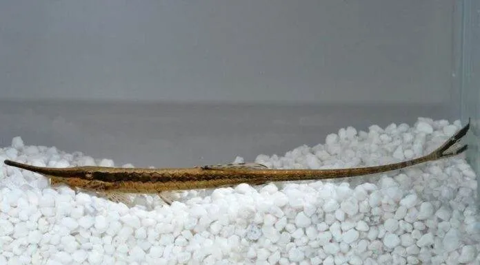 Fiche du poisson Farlowella acus ( Silure aiguille ) Silure aiguille