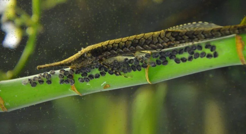 oeufs Farlowella acus femelle