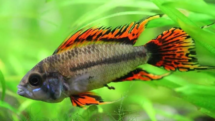 poisson Apistogramma cacatuoides (1)