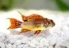 Fiche du poisson Apistogramma cacatuoides (Apisto perroquet) poisson Apistogramma cacatuoides (2)