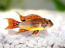 poisson Apistogramma cacatuoides (2)