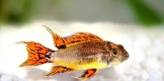 poisson Apistogramma cacatuoides (2)