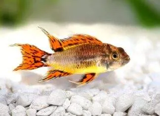 poisson Apistogramma cacatuoides (2)
