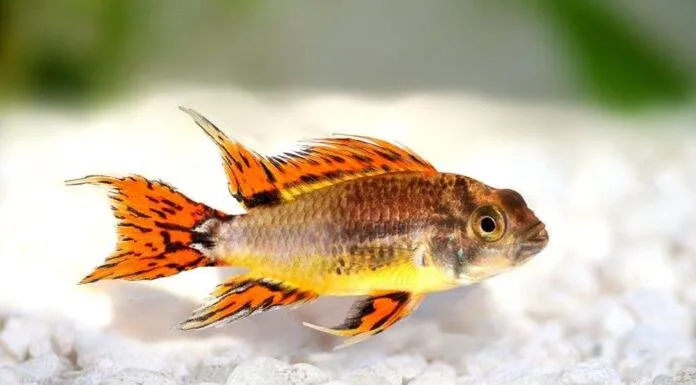 poisson Apistogramma cacatuoides (2)